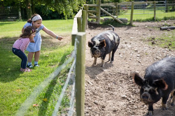 Kids and pigs 